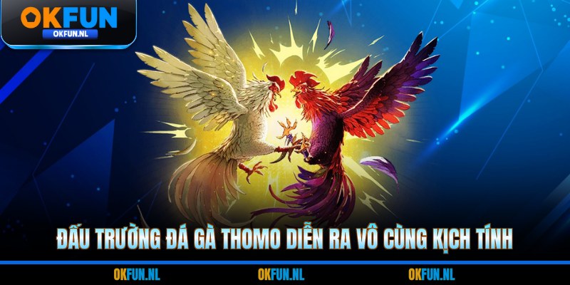 Đấu trường đá gà thomo diễn ra vô cùng kịch tính
