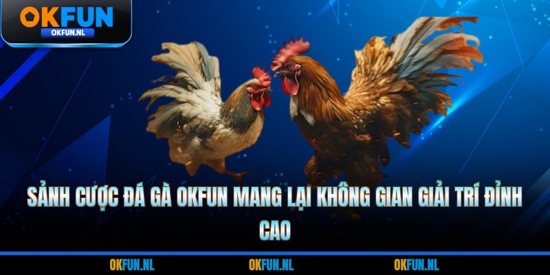 Sảnh cược đá gà OKFUN mang lại không gian giải trí đỉnh cao 